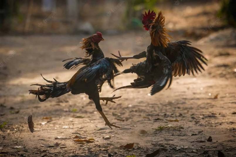 Đá gà trực tiếp Campuchia nhận được sự yêu thích của đông đảo dân chơi đá gà bởi sự tiện dụng của nó.