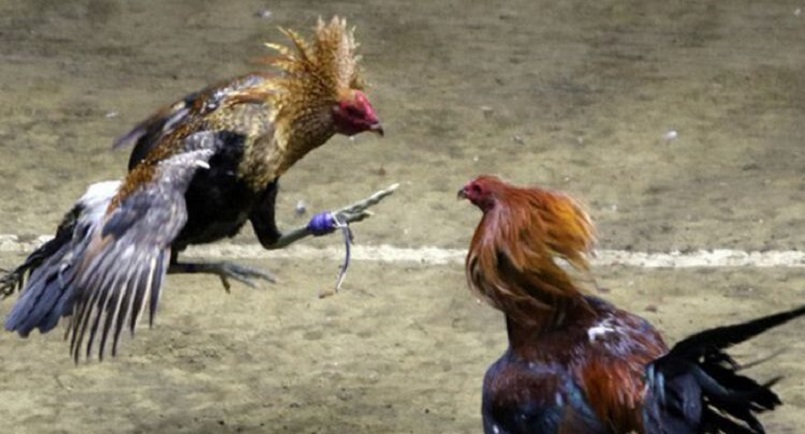 Các chú gà tham gia chiến đấu được gắn thêm cựa dao được gọi là đá gà cựa dao
